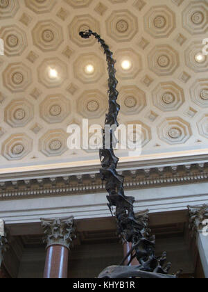 Il Barosaurus, una specie di dinosauro, è esposto all'American Museum of Natural History di New York, offrendo uno sguardo sulla vita preistorica. Foto Stock