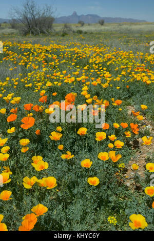 Questa immagine mostra i fiori di campo, in particolare i papaveri messicani, noti per il loro vibrante colore arancione. Questi fiori crescono in natura e sono spesso associati alla bellezza naturale del Messico e degli Stati Uniti sud-occidentali Foto Stock