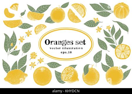 Set di disegnato a mano illustrazioni di agrumi, intere e tagliare le arance con foglie in stile sketch. vettore illustrazione vintage. fettine di arancia. Illustrazione Vettoriale