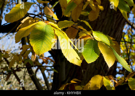Castagno (Castanea sativa) in autunno, REGNO UNITO Foto Stock