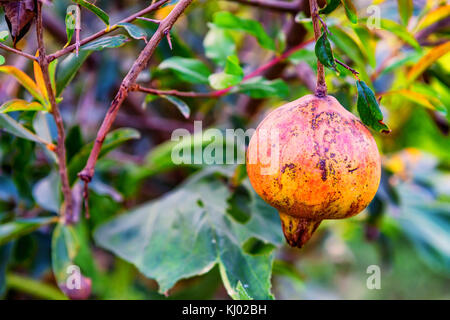 Acerbi colorata frutta melograno sul ramo di albero Foto Stock