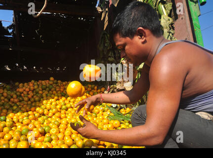 Agartala, India. Xix nov, 2017. succose arance da jampui colline del nord tripura arrivare sul mercato di agartala. arance da tripura erano famosi fino alla produzione rallentato in pochi anni indietro. Il governo dello stato introdotto festival arancione per incoraggiare cultuvation di agrumi dopo jampui arance erano classificate migliori in un concorso tenutosi a Nuova Delhi nel corso degli anni ottanta. pix da-abhisek saha credito: abhisek saha/Pacific press/alamy live news Foto Stock