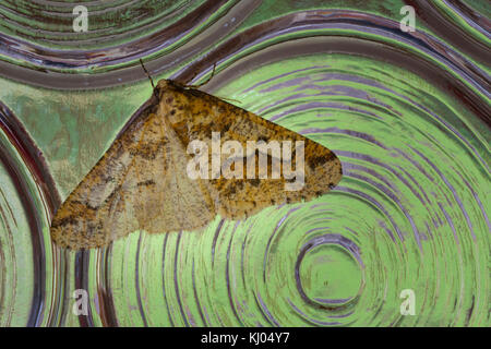 Chiazzato Umber tarma (Erannis defoliaria) maschio adulto in appoggio sul vetro del finestrino. Powys, Galles. Ottobre. Foto Stock