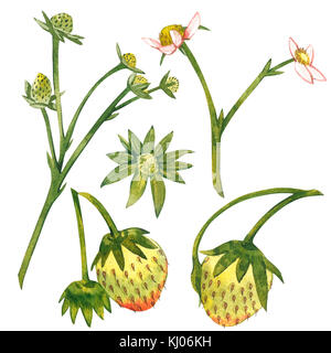 Fiori di fragola, bacche acerbe, ramoscelli e foglie. Impostare disegnati a mano di pittura ad acquerello illustrazione. Foto Stock