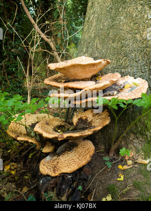 Dryad sella del fungo Foto Stock