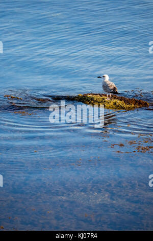 Seagull è appoggiato su di una roccia sul mare circondata da acque blu Foto Stock