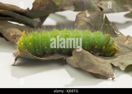 IMPERIAL MOTH CATERPILLAR (EACLES IMPERIALIS) Foto Stock