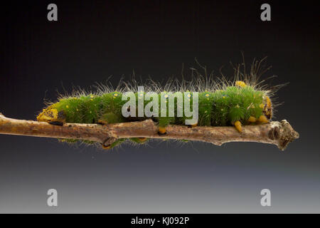 IMPERIAL MOTH CATERPILLAR (EACLES IMPERIALIS) Foto Stock