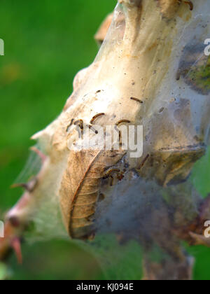 Brown tailed moth caterpillar Foto Stock
