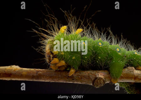 IMPERIAL MOTH CATERPILLAR (EACLES IMPERIALIS) Foto Stock
