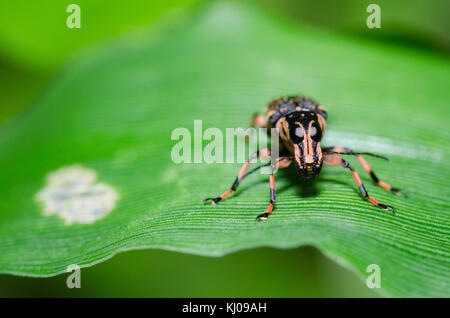 Curculione di ortica (phyllobius pomaceus) su una foglia verde in primavera nel giardino Foto Stock