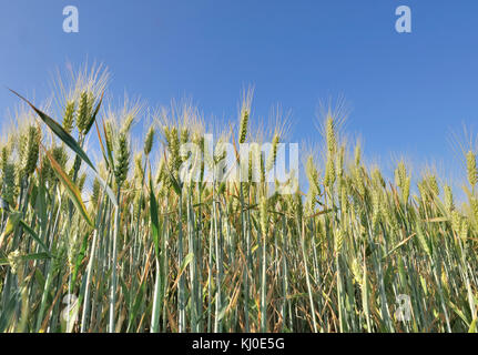 Il grano in un campo sotto il cielo blu Foto Stock