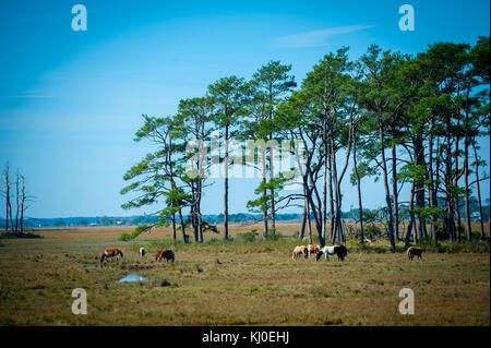 Stati Uniti Virginia va Assateague Island National Seashore pony selvatici tra alberi di pino e di sale di erba palustre Foto Stock