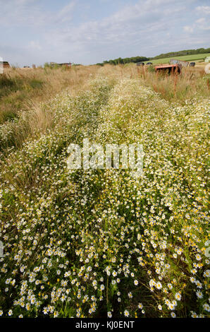 Navigazione fotografie scattate nell'Isola di Wight, prevalentemente Farm Cottages e. Foto Stock