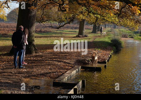 Dog walkers nel parco di autunno Foto Stock