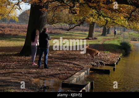 Dog walkers nel parco di autunno Foto Stock