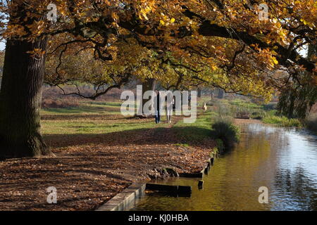 Autunno a Bushy Park cane scuotipaglia Foto Stock