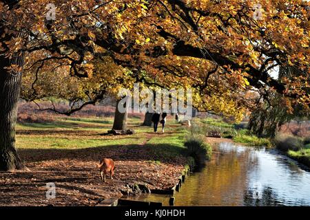 Dog walkers nel parco di autunno Foto Stock