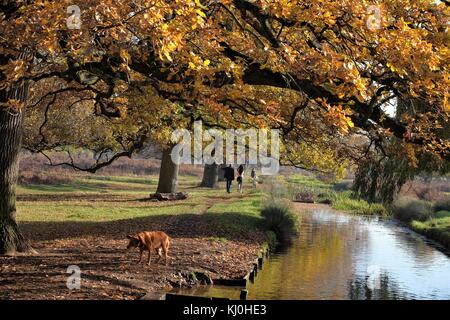 Autunno a Bushy Park cane scuotipaglia Foto Stock