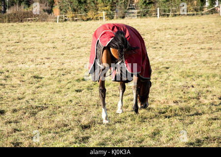 A cavallo con una gamba nascosto sotto il suo mantello Foto Stock