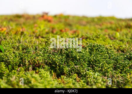 Dettaglio esteso di vivere verde tetto ricoperto di vegetazione Foto Stock