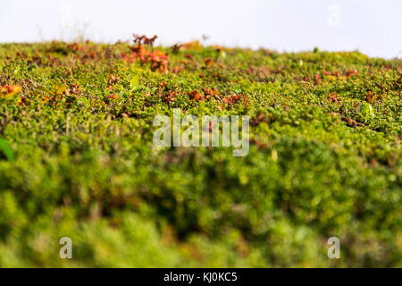 Dettaglio esteso di vivere verde tetto ricoperto di vegetazione Foto Stock