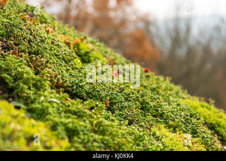 Dettaglio esteso di vivere verde tetto ricoperto di vegetazione Foto Stock