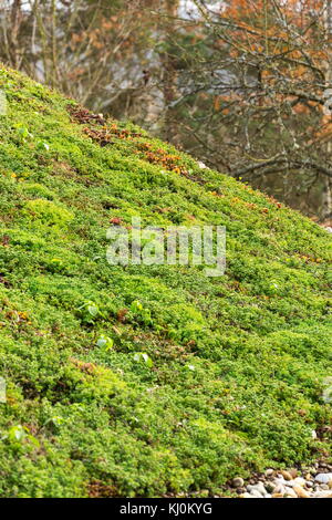 Dettaglio esteso di vivere verde tetto ricoperto di vegetazione Foto Stock