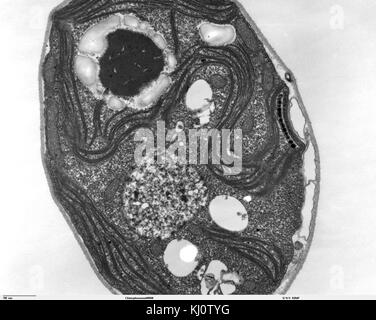 Questa immagine mostra un'immagine del microscopio elettronico a trasmissione (TEM) di Chlamydomonas, un tipo di alghe verdi. La foto evidenzia la struttura cellulare e gli organelli di questo organismo, contribuendo alla ricerca in biologia cellulare e microbiologia. Foto Stock