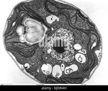 Questa immagine del microscopio elettronico di trasmissione (TEM) mostra Chlamydomonas, un genere di alghe verdi. L'immagine dettagliata fornisce informazioni sulla struttura cellulare e sulle caratteristiche di questo microrganismo. Foto Stock