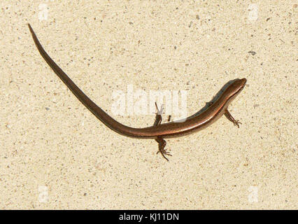 Little brown skink o massa skink scincella lateralis Foto Stock