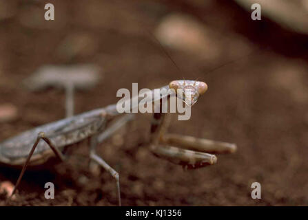 Macro immagine della mantide religiosa stagmomantis insetto carolina Foto Stock