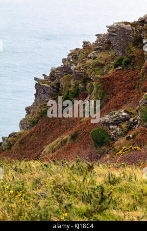 Devoniano inferiore mica scisto sperone di roccia in scogliere frastagliate di Sharp Tor, sopra, Salcombe Regno Unito. Foto Stock