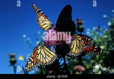 Le farfalle Monarch sono una specie di insetti migratori noti per le loro distintive ali ali arancioni e nere. Sono famosi per i loro modelli di migrazione a lunga distanza in tutto il Nord America. Questi insetti svolgono un ruolo importante negli ecosistemi come impollinatori. Foto Stock