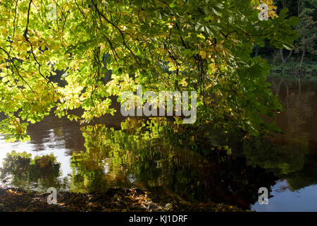 Alberi a sbalzo di usura sul fiume in autunno la luce solare Foto Stock