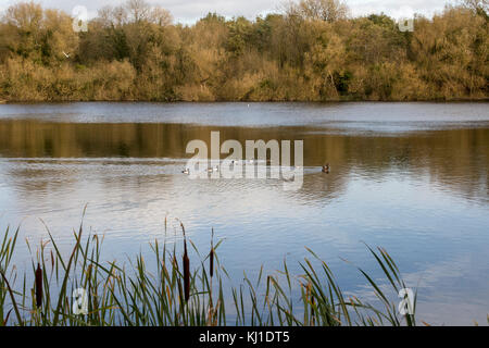 Anatre tufted su Joe's pond in autunno la luce solare Foto Stock