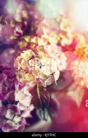 Splendida fioritura di ortensie, soft Foto Stock