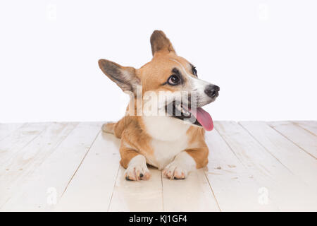 Welsh corgi pembroke cane in studio davanti a uno sfondo bianco Foto Stock