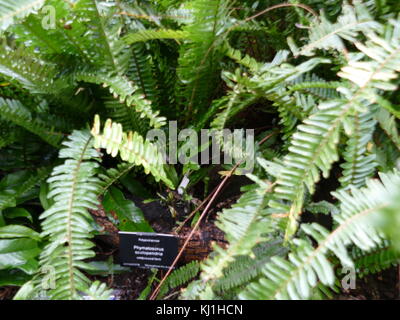 Una felce è un membro di un gruppo di circa 10,560 noto extant specie di piante vascolari che si riproducono tramite spore e non hanno né semi né fiori. Essi differiscono da muschi essendo vascular Foto Stock