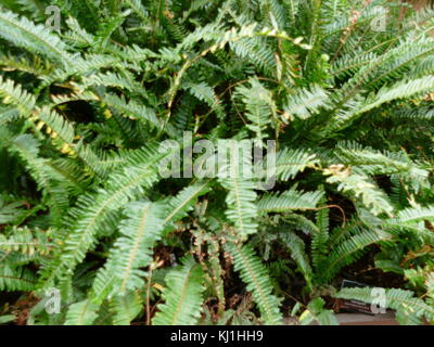 Una felce è un membro di un gruppo di circa 10,560 noto extant specie di piante vascolari che si riproducono tramite spore e non hanno né semi né fiori. Essi differiscono da muschi essendo vascular Foto Stock