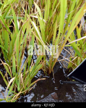 Le piante di riso della specie di erba Oryza sativa (riso Asiatico). Come un cereale è il più largamente consumato cibo di graffa per una gran parte del mondo la popolazione umana, specialmente in Asia. Esso è il prodotto agricolo con il terzo più alto di produzione in tutto il mondo, dopo la canna da zucchero e il mais, Foto Stock