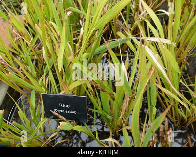 Le piante di riso della specie di erba Oryza sativa (riso Asiatico). Come un cereale è il più largamente consumato cibo di graffa per una gran parte del mondo la popolazione umana, specialmente in Asia. Esso è il prodotto agricolo con il terzo più alto di produzione in tutto il mondo, dopo la canna da zucchero e il mais, Foto Stock