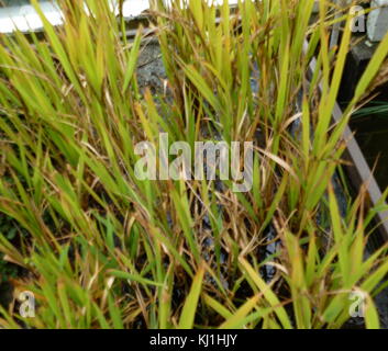 Le piante di riso della specie di erba Oryza sativa (riso Asiatico). Come un cereale è il più largamente consumato cibo di graffa per una gran parte del mondo la popolazione umana, specialmente in Asia. Esso è il prodotto agricolo con il terzo più alto di produzione in tutto il mondo, dopo la canna da zucchero e il mais, Foto Stock