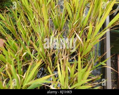 Le piante di riso della specie di erba Oryza sativa (riso Asiatico). Come un cereale è il più largamente consumato cibo di graffa per una gran parte del mondo la popolazione umana, specialmente in Asia. Esso è il prodotto agricolo con il terzo più alto di produzione in tutto il mondo, dopo la canna da zucchero e il mais, Foto Stock