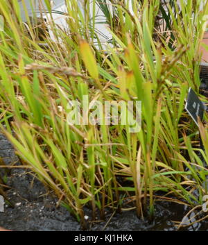 Le piante di riso della specie di erba Oryza sativa (riso Asiatico). Come un cereale è il più largamente consumato cibo di graffa per una gran parte del mondo la popolazione umana, specialmente in Asia. Esso è il prodotto agricolo con il terzo più alto di produzione in tutto il mondo, dopo la canna da zucchero e il mais, Foto Stock