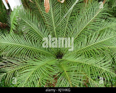 Blechnum gibbum (comunemente chiamato Silver Lady) è un 'hard fern' del genere Blechnum nella famiglia Blechnaceae. Foto Stock