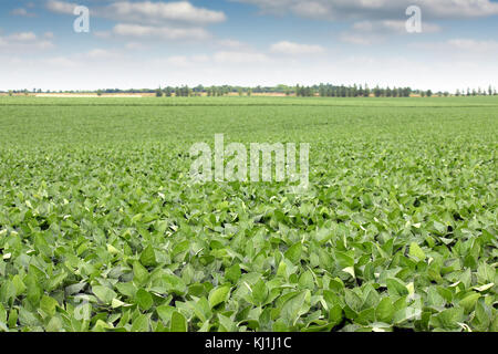 Semi di soia Semi di campo agricoltura paesaggio Foto Stock