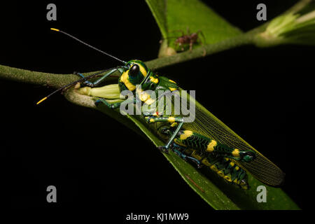 Una grande e colorata luminosamente grasshopper dalla giungla in Perù. I suoi colori luminosi potrebbero servire come un avvertimento per i predatori che è tossico. Foto Stock