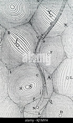 Incisione raffigurante Cartesio' universo, mostrando come materia che riempito è stato raccolto in vortici, con una stella al centro di ciascuna, spesso con i pianeti orbitanti. Il percorso della cometa, vagare da un dispositivo Vortex vortex, è mostrato mediante la linea ondulata inizio a N) e lo spostamento verso l'alto. René Descartes (650) un filosofo francese, matematico e scienziato. Risalenti al XVII secolo Foto Stock