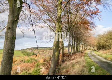 Confine gallese paese vicino al piccolo abitato rurale di Clun, Shropshire, Inghilterra, Regno Unito Foto Stock